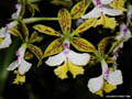 Epidendrum stamfordianum