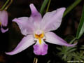 Laelia majalis