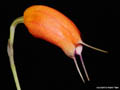 Masdevallia lucernula