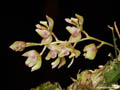 Notyliopsis beatricis