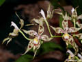 Odontoglossum gloriosum