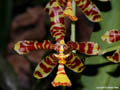 Odontoglossum insleyi