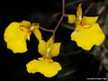 Oncidium onustum x Comparettia speciosa