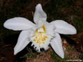 Pleione grandiflora