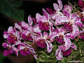 Rhynchostylis gigantea spots