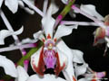 Vanda lamellata