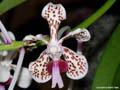 Vanda tricolor