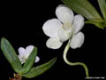 Amesiella monticola