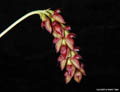 Bulbophyllum triste