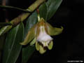 Dendrobium olivaceum