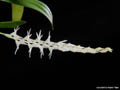 Dendrochilum pumilum