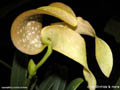Bulbophyllum bufordiense