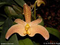 Bulbophyllum facetum