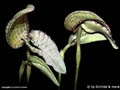 Bulbophyllum grandiflorum