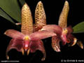 Bulbophyllumsumatranum