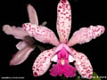 Cattleya Calummata