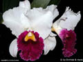 Cattleya trianae var semialba