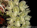 Clowesia russeliana
