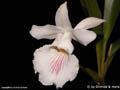 Cochleanthes velutina