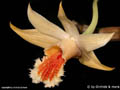 Dendrobium aff cariniferum