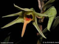Dendrobium ayubii