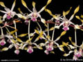 Dendrobium canaliculatum