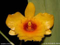 Dendrobium chrysotoxum suavissimum