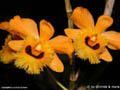 Dendrobium fimbriatum var oculatum