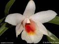 Dendrobium fuerstenbergianum