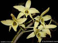 Dendrobium heterocarpum