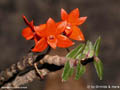 Dendrobium jacobsonii