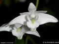 Dendrobium kingidium var album