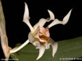 Dendrobium lacteum
