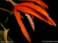 Dendrobium lanyaiae