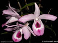 Dendrobium marccarthiae