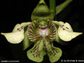 Dendrobium musciferum