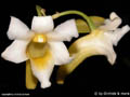 Dendrobium phillipsii