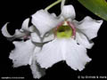 Dendrobium sanderae var majus
