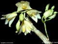 Dendrobium stuposum