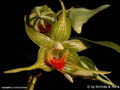 Dendrobium tobaense