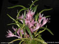 Dendrobium violaceum