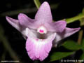 Dendrobium wightii