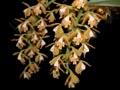 Epidendrum ferrugineum