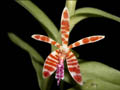 Trichoglottis smithii