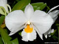 Dendrobium Formidible