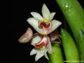 Dendrobium rigidum