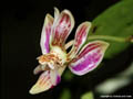 Phalaenopsis minus