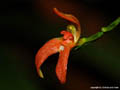 Pleurothallis endothrachis