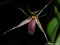 Pleurothallis megalops