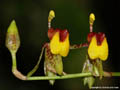 Sigmatostalix lutzii
